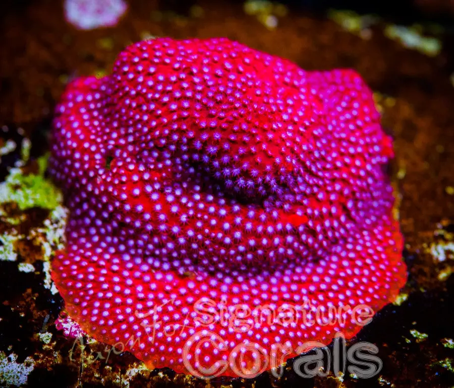Jason Fox Scarlet Fever Stylo 1