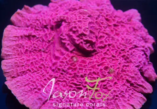 Jason Fox Raspberry Ice 1